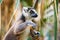 Cute Madagascar ring-tailed lemur portrait