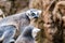 Cute Madagascar ring-tailed lemur portrait