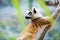 Cute Madagascar ring-tailed lemur portrait