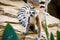 Cute Madagascar ring-tailed lemur portrait