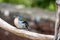 A cute Madeiran chaffinch Fringilla coelebs maderensis sitting.