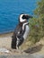 Cute Magellanic Penguin Standing Standing Near the Bush. Blue Water Sea in the Background.