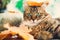 Cute Maine coon cat playing with autumn leaves, lying on rustic table with pumpkins.  Adorable tabby cat with green eyes and funny