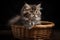 Cute Maine Coon kitten in a basket on a black background