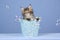 Cute Maine Coon kitten with bubbles