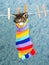 Cute Maine Coon kitten in colorful sock