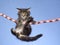 Cute Maine Coon kitten hanging from rope