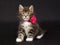 Cute Maine Coon kitten with neck collar