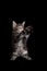 cute maine coon kitten playing standing on hind legs raising both paws