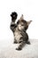 cute maine coon kitten raising paw like it& x27;s saying hello on white background