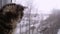 Cute maine coon kitten sitting on the window and looking on the winter landscape in slowmotion. 1920x1080