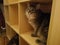 Cute Maine Coon and Russian Blue mixed cat climbing on the shelf, looking around.