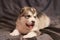 Cute Malamute puppy is lying and looking to the side, tongue sticking out, on a gray background