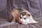 Cute Malamute puppy with pink nose,tongue sticking out, lying on a gray background