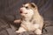 Cute Malamute puppy, with pink spout lying and looking up, on a gray background