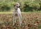 Cute male dog in a autumn scenery