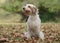 Cute male dog in a autumn scenery