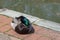 A cute male mallard duck is resting on cobblestone street by a river on a sunny day.