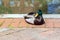 A cute male mallard duck is resting on cobblestone street by a river on a sunny day.