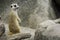 Cute male meerkat standing on the rock to beware lookout and watching the predator