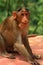 Cute male monkey