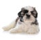 cute male shih tzu puppy sitting