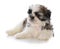 cute male shih tzu puppy sitting