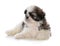 cute male shih tzu puppy sitting