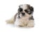 cute male shih tzu puppy sitting