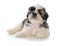 cute male shih tzu puppy sitting