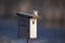 Cute male tree swallow sitting on top of wooden birdhouse in sunny early spring morning