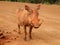 Cute male warthog