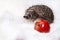 Cute male white-breasted hedgehog sits near red apple and looks at camera on light background