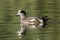 Cute male wigeon in pond.