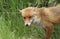 A cute male wild Red Fox, Vulpes vulpes, hunting in a field in spring.