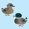 Cute mallard couple illustration