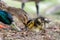 Cute Mallard duckling Anas platyrhynchos feeding with parent