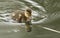 A cute Mallard duckling Anas platyrhynchos hunting for food in a river.