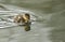 A cute Mallard duckling Anas platyrhynchos hunting for food in a river.