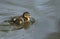 A cute Mallard duckling, Anas platyrhynchos, hunting for food in a river.