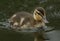 A cute Mallard duckling, Anas platyrhynchos, hunting for food in a river.