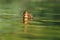 Cute mallard duckling resting at lakeside