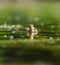 Cute mallard duckling resting at lakeside