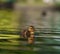 Cute mallard duckling resting at lakeside