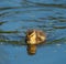 Cute mallard duckling resting at lakeside