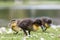 Cute Mallard ducklings Anas platyrhynchos feeding among daisie