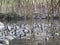 Cute mallard ducks enjoying a swim on a fine winter day