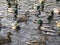 Cute mallard ducks on a swim in a pond, Queen Elizabeth Park