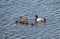 Cute mallard family with mother and father swimming next to ducklings