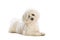 Cute Maltese bichon with a little leaning head lying